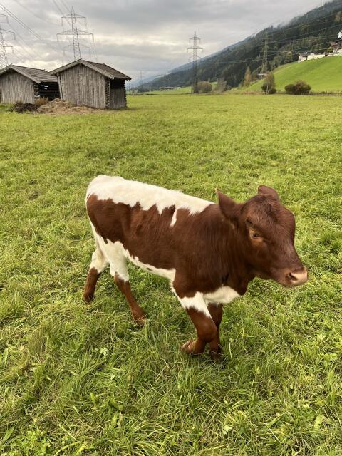 Bio Pinzgauer Kalb