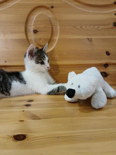 Katzenbaby (männlich)