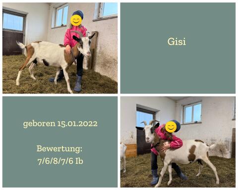 Steirische Scheckenziegen Bio