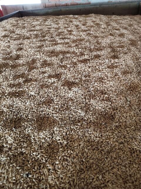 Triticale