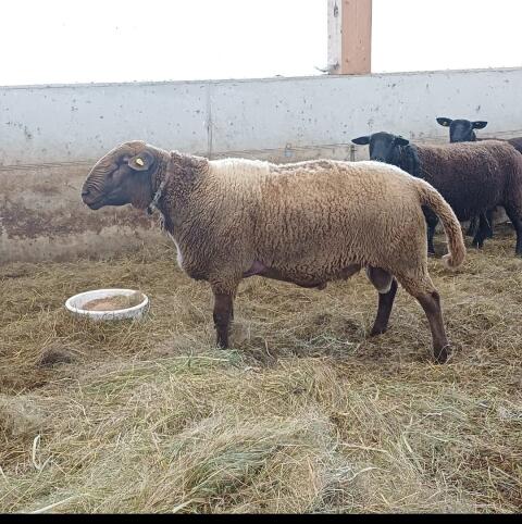 Jurawidder BIO Widder