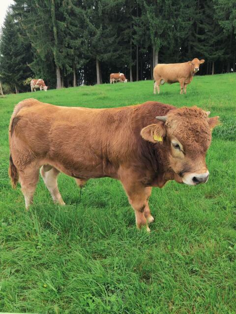 Murbodner Stier