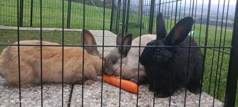 Zwergkaninchen Kastraten 3 Männchen pro Tier