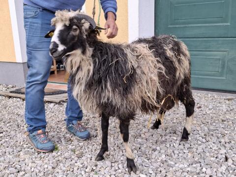 Krainer Steinschaf Jungwidder gekört