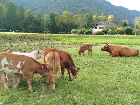 Bio Mutterkühe und Sprungstier