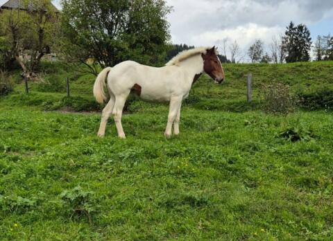 Noriker Braunscheck-Stutfohlen Daisy