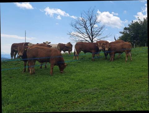Limousin-Jungstiere genetisch hornlos