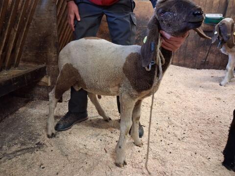 Bergschaf Widder