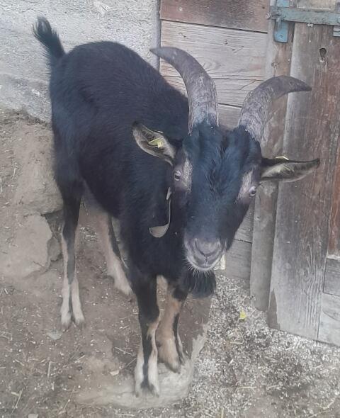Aosta Bock