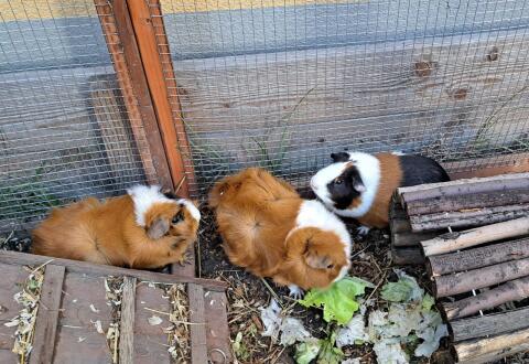 Meerschweinchen