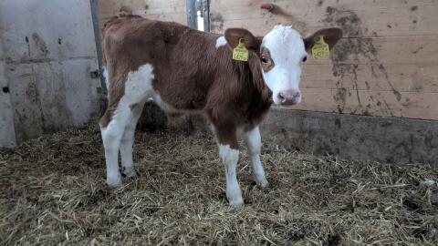 BIO Stierkalb FV+RDN