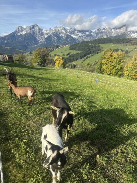 Ziege mit Kitz