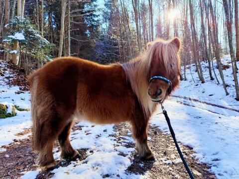 Verkaufe Mini Shetlandpony