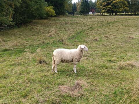 Jungschafe Merino Jura