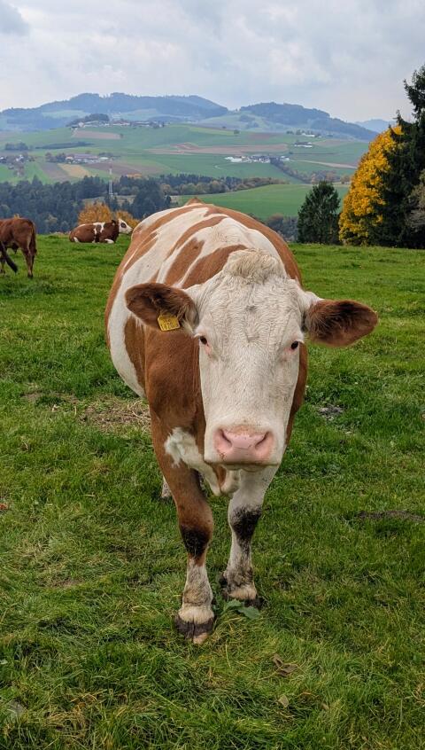 Verkaufe Bio-Mutterkühe mit Kalb (Weidehaltung)