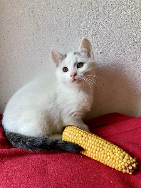 Katzenbabys