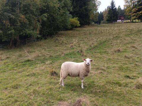 Jungschafe Merino, Jura
