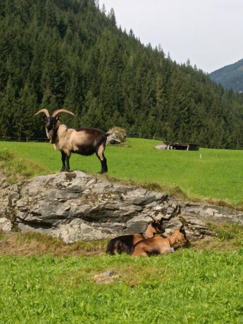 Passeirer Bock