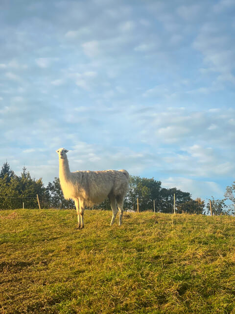 3 weibliche Lamas zu verkaufen
