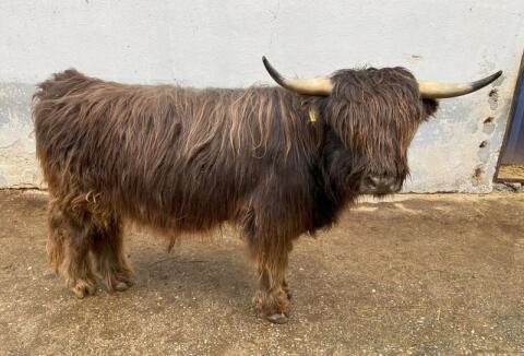 Mini-Hochlandrind Stier