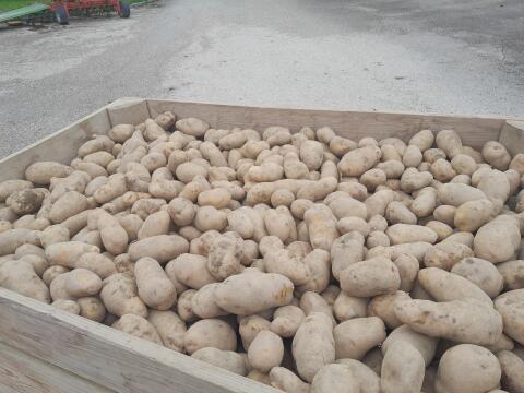 Bio-Kartoffeln