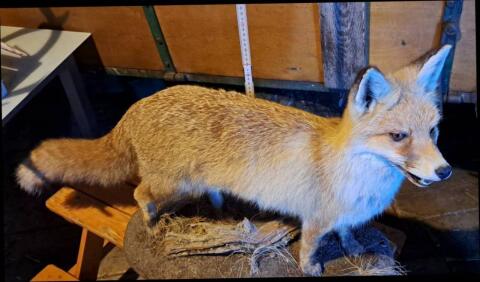 Fuchs