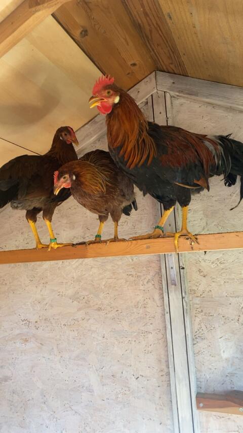Italiener Huhn rebhunhalsig Eier
