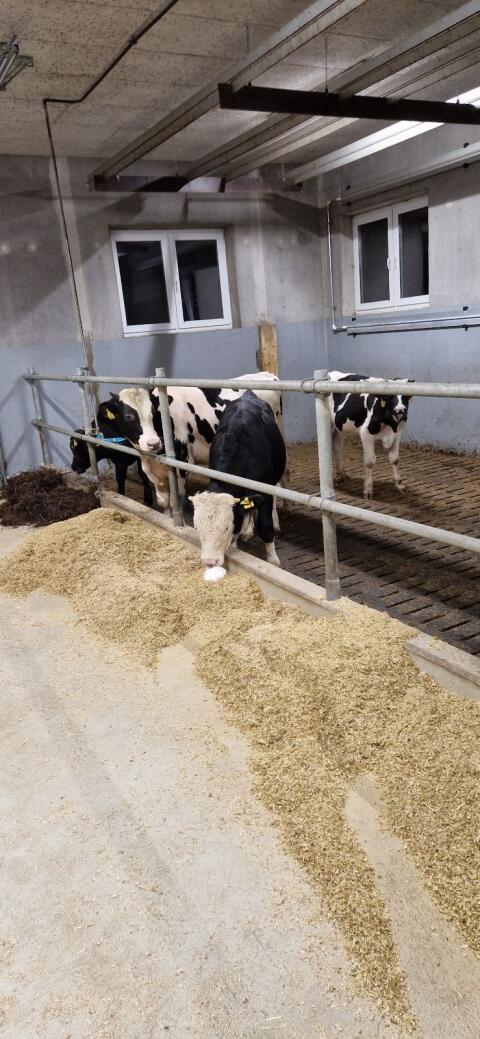 Stier Einsteller Fresser