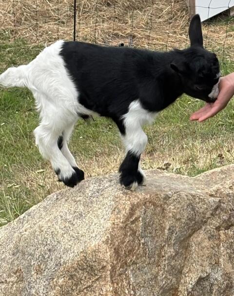 Mini Zwergziegen Böckchen