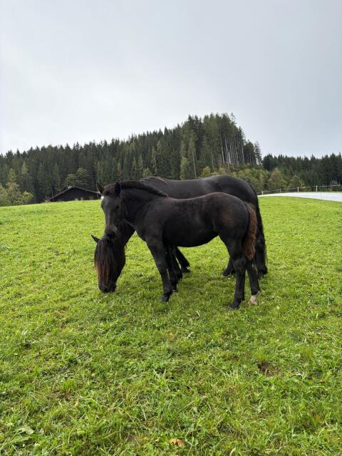 Noriker-Fohlen
