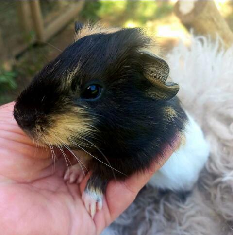 Meerschweinchen