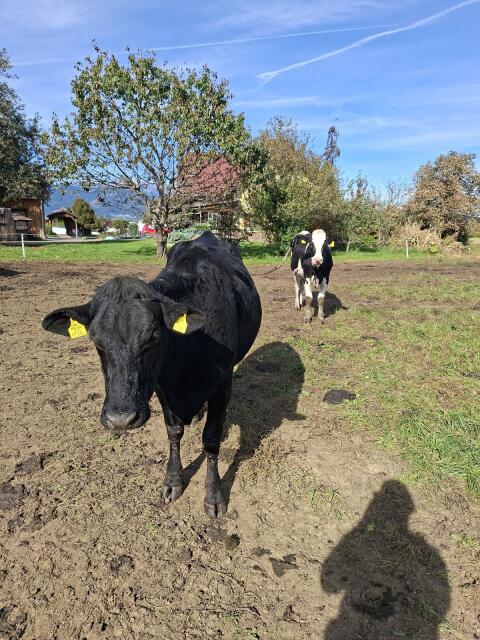 Trächtige Holstein-Kalbinnen