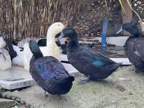 Cayuga Enten Zuchtgruppe