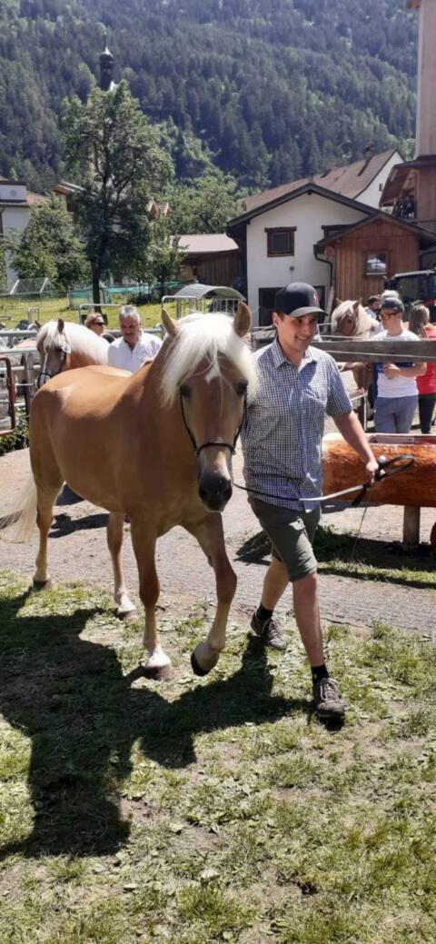 Tiroler Haflinger