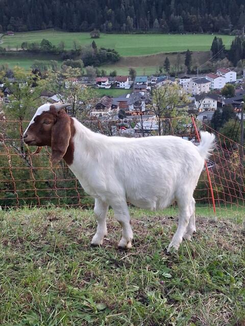 Burenbock