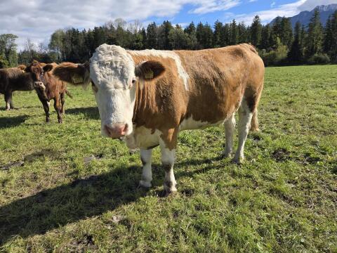 Verkaufe Kalbinnen BIO