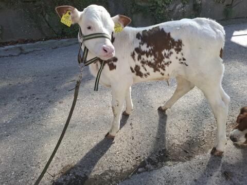 75% Normande Stiere