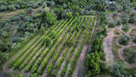 Unser Weinberg in Impruneta sucht neues Leben