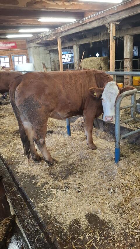 Kalbin Limousin/Fleckvieh