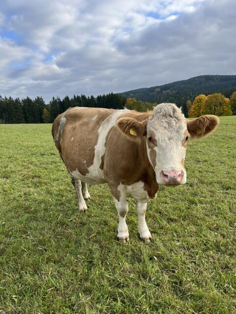FV Milch-Mutterkuh