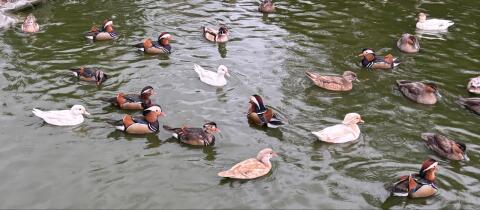 Enten