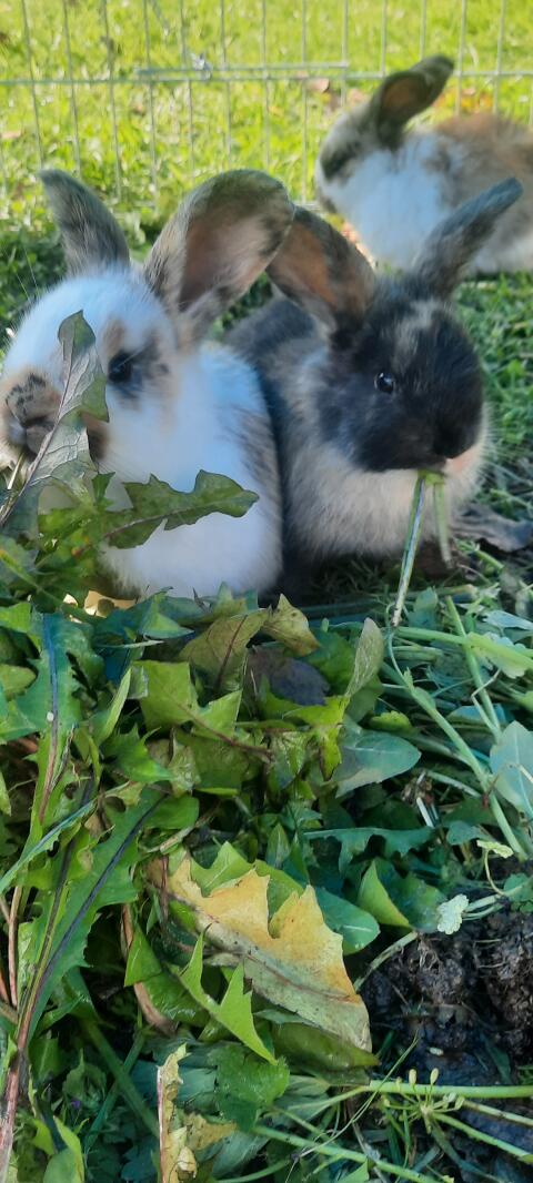 Hasen