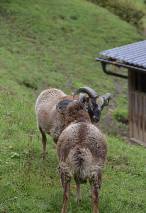 Soay Schafe