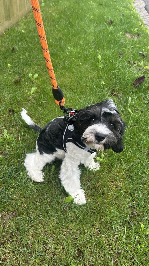 Cavapoo Welpen (Cavalier/Zwergpudel)