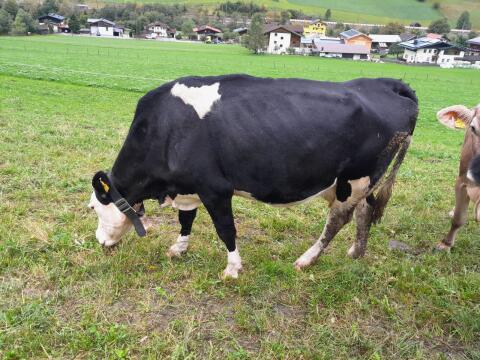 Fleckvieh x Holstein Kuh