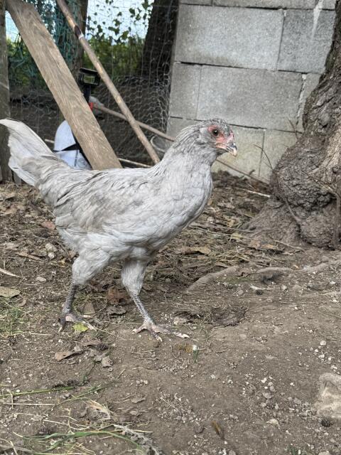 Lavender Araucana Hahn