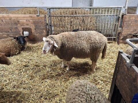 Merino Schafbock