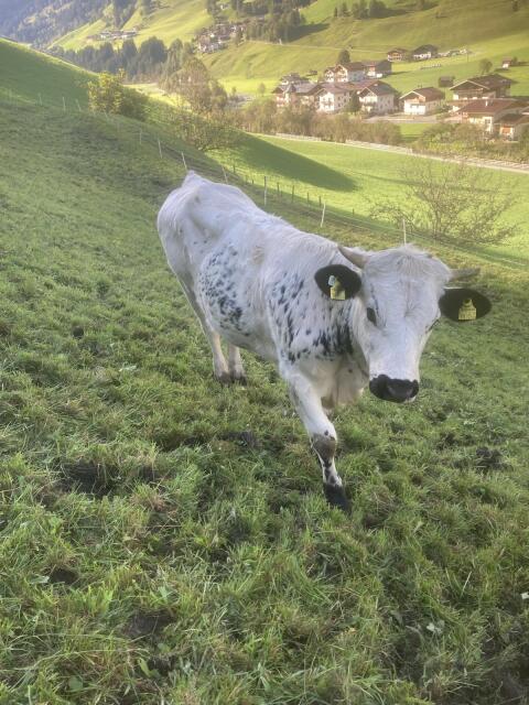 Sprinzen-Kalb