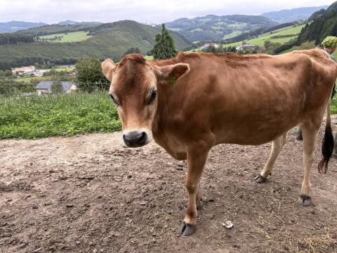 Verkaufe Jersey