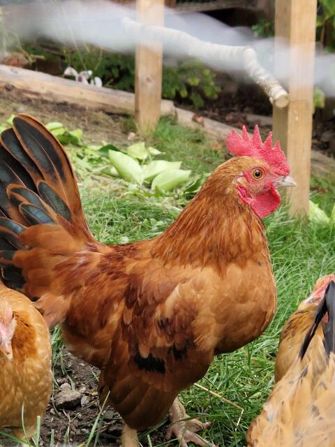 Zwerg Brahma Chabo Hahn